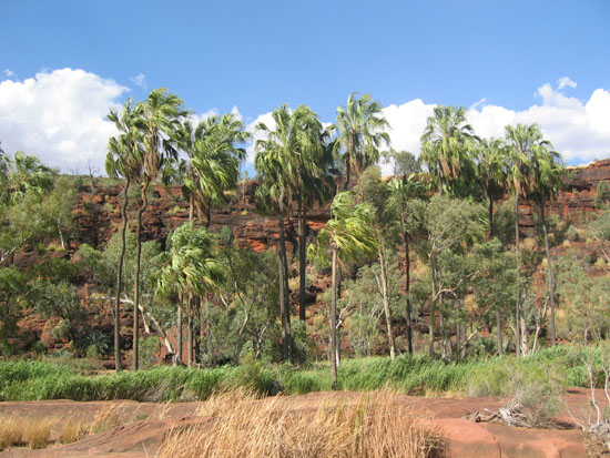Palm Valley (1)