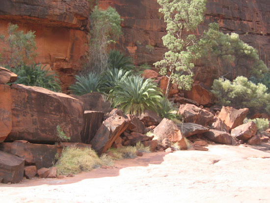 Palm Valley (10)
