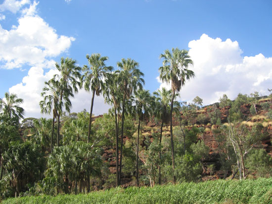 Palm Valley (13)