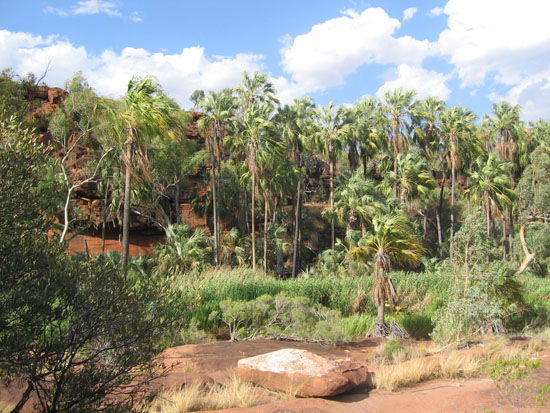 Palm Valley (14)