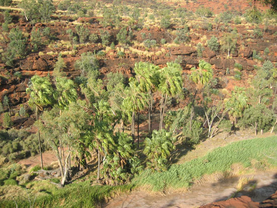 Palm Valley (7)