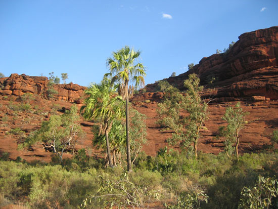 Palm Valley (8)