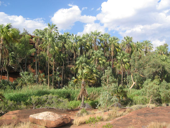 Palm Valley