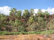 Palm Valley (1)
