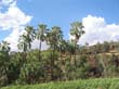 Palm Valley (13)