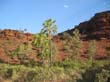 Palm Valley (8)
