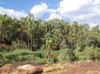 Palm Valley