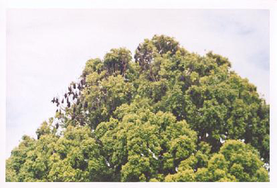 sydney royal-botanical-gardens (3)