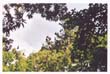 sydney royal-botanical-gardens (1)