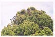 sydney royal-botanical-gardens (3)