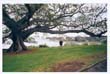 sydney royal-botnical-gardens (7)