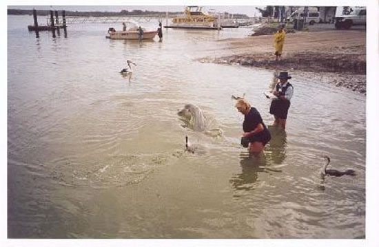 dauphins - dolphins - Tin Can Bay Map (2)
