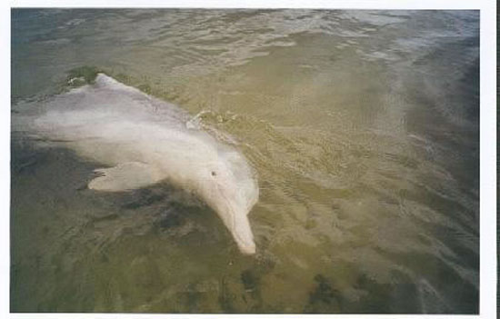 dauphins - dolphins - Tin Can Bay Map (3)