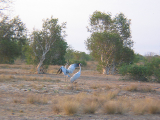 AU2004 (12)