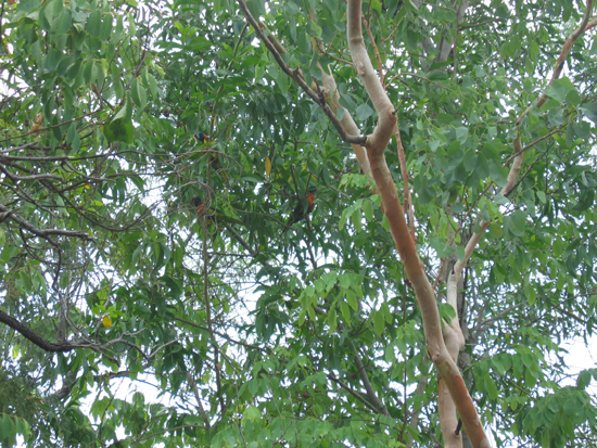 AU2004 (196)
