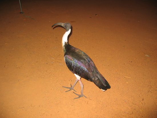 AU2004 (258)