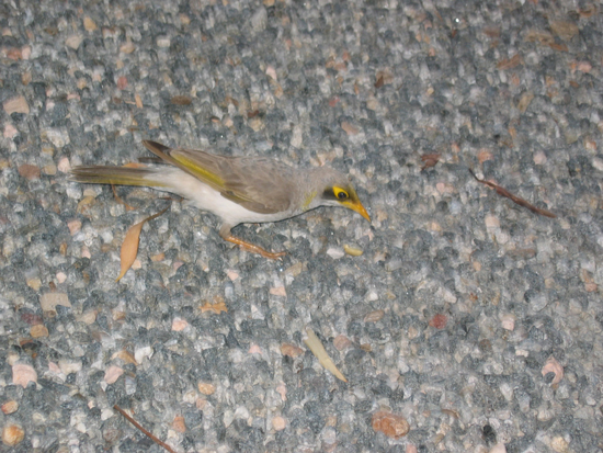 AU2004 (373)