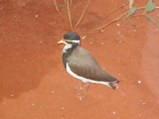 AU2004 (400)