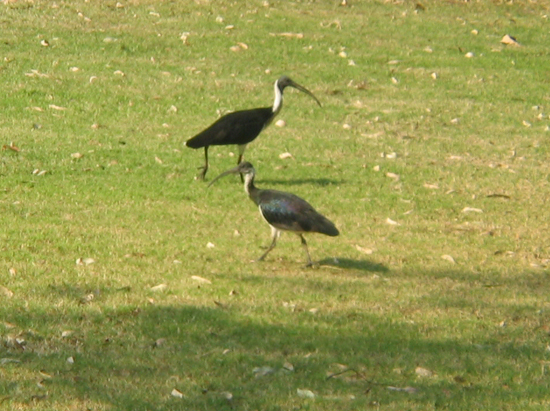 AU2004 (92)