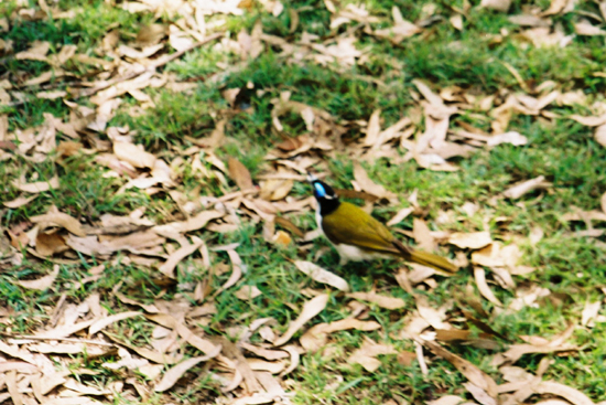AU4img001 (9)