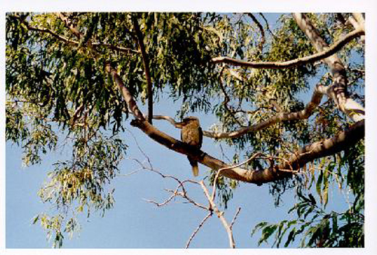 AUS00030