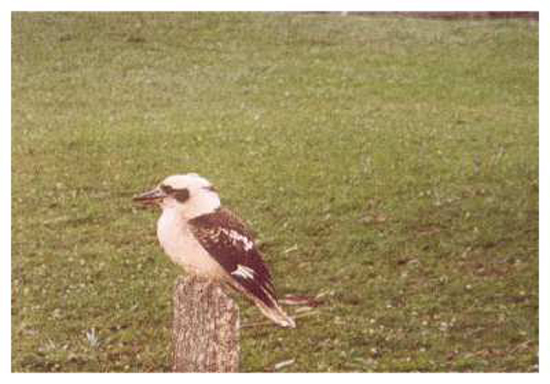 kookaburra (2)