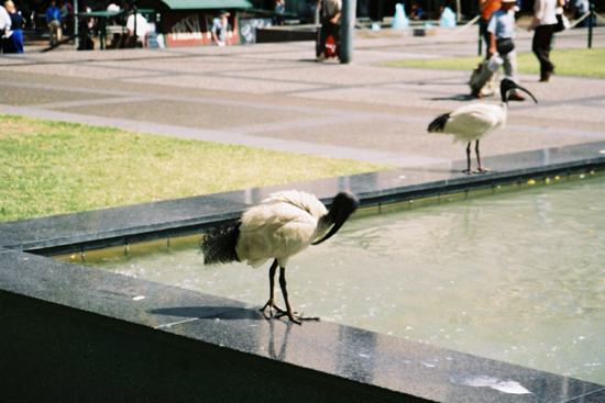 oiseaux 2