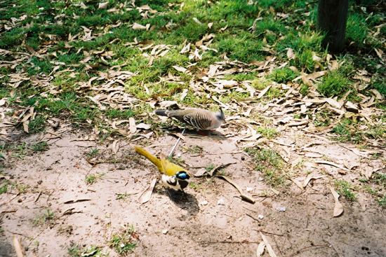 oiseaux