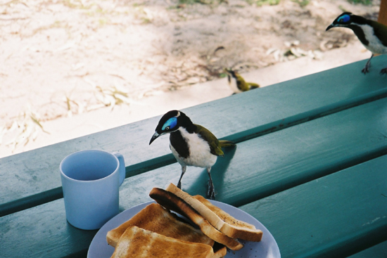 oiseaux1