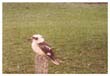 kookaburra (2)