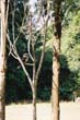 kookaburra(1)