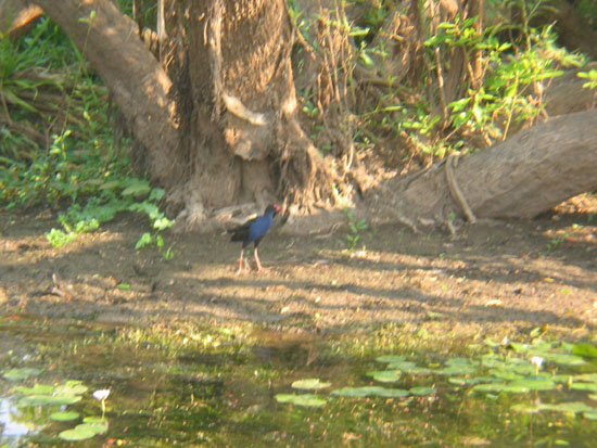 Purple swamphen