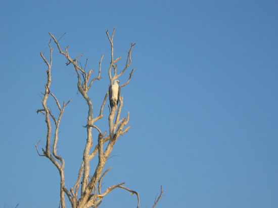 aigle pecheur  - sea eagle (1)