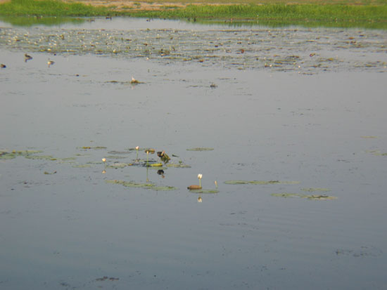 billabong (3)
