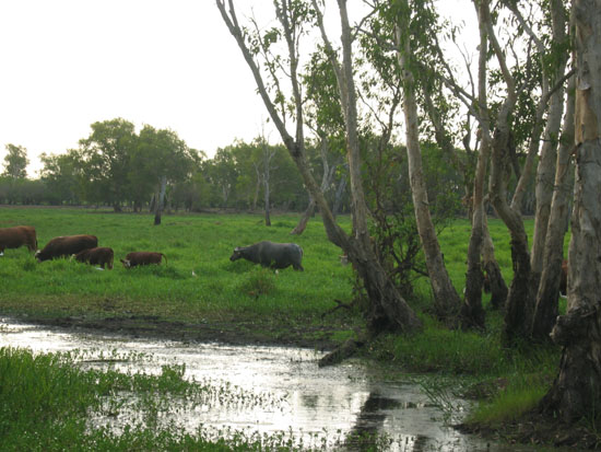 buffles- buffalo (2)