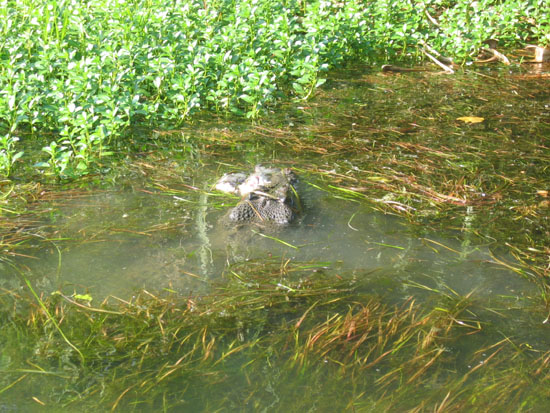 crocodile (27)