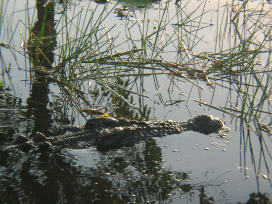 crocodile d eau douce - fresh water crocodile (4)