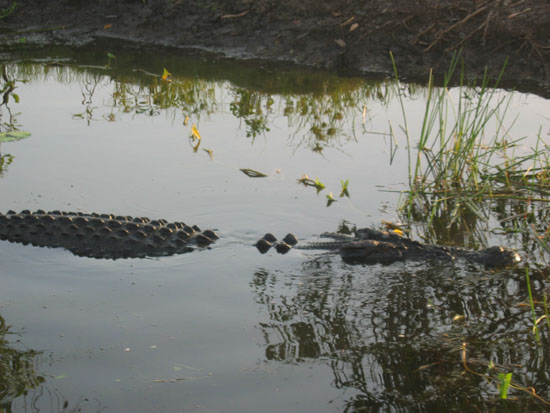 crocodile d eau douce - fresh water crocodile