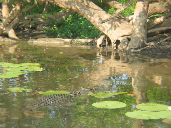 crocodile