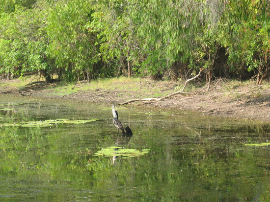 heron (1)