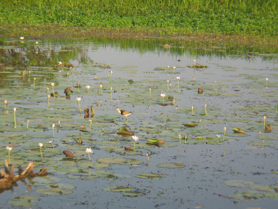 jacana (15)