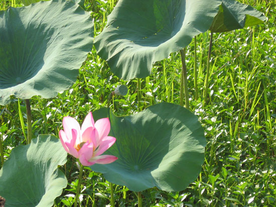 lotus - lotus liliees (1)