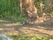 Purple swamphen (1)