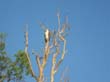 aigle pecheur  - sea eagle