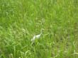 aigrette - egret