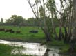 buffles- buffalo (2)