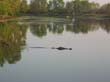crocodile d eau douce - fresh water crocodile (1)