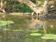 crocodile