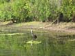 heron (1)