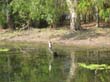 heron